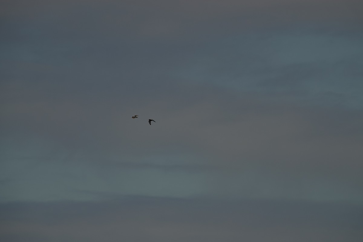 Голуб сизий (міський) - ML646729871