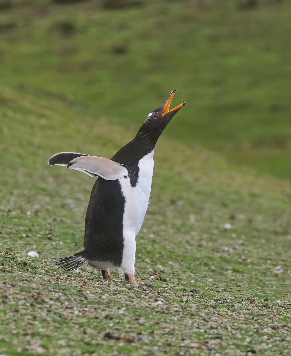 Gentoo Penguin - ML646729872