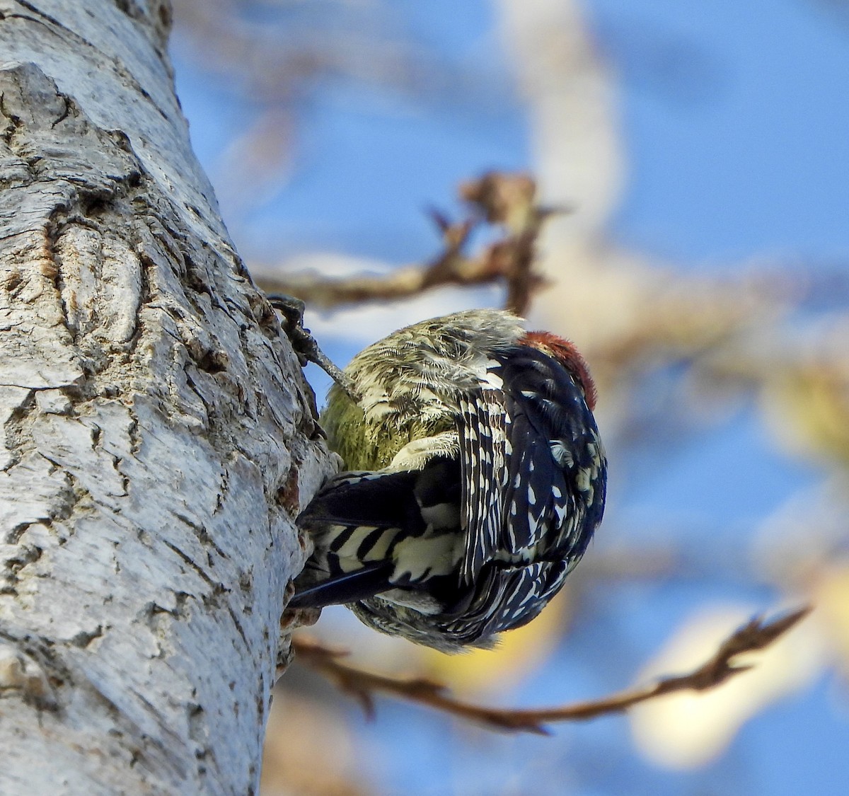 Дятел-смоктун червоноголовий - ML646729873