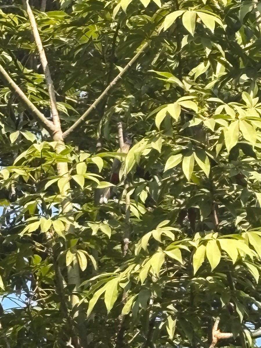 Rotsteißbülbül - ML646729874