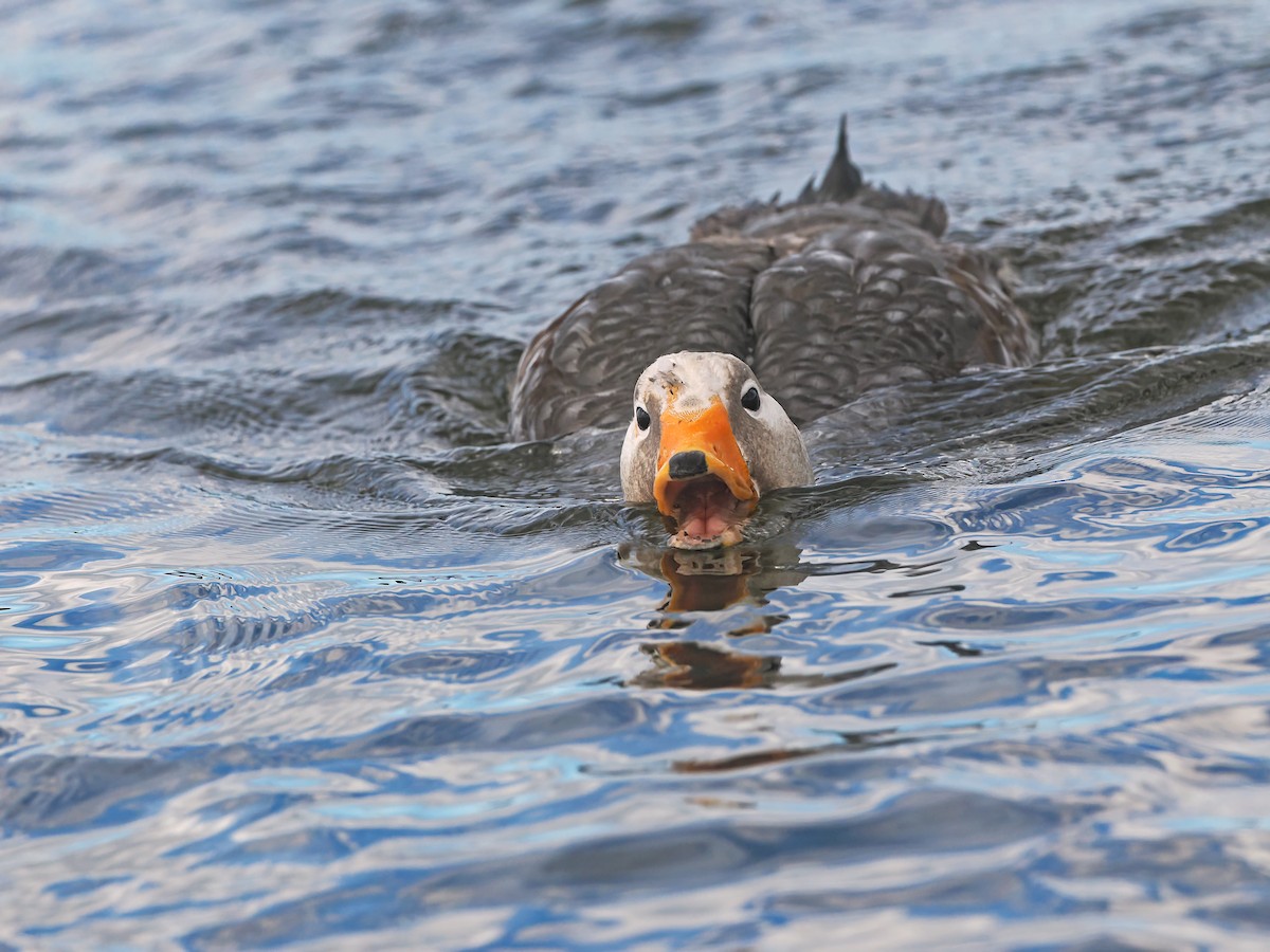 Falkland Steamer-Duck - ML646729875