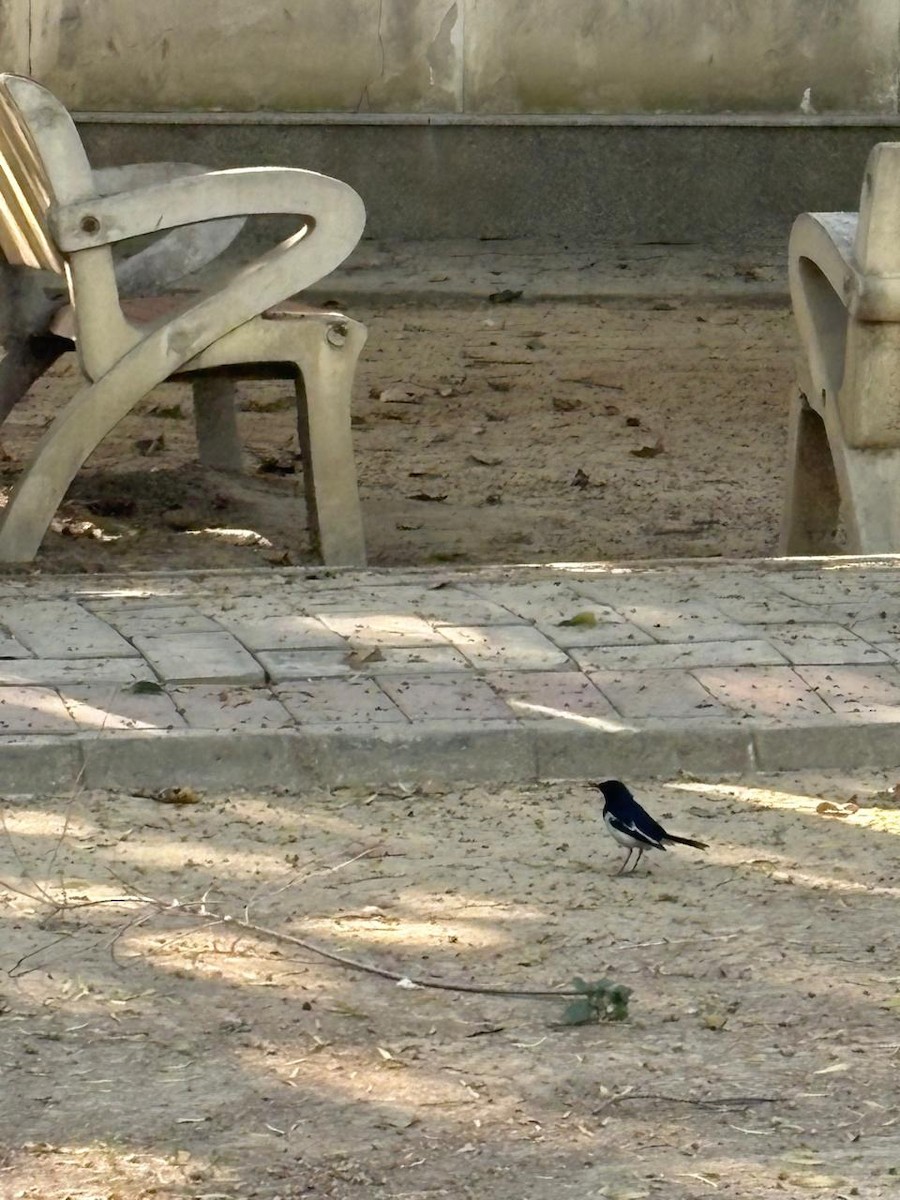 Dajalschama - ML646729876