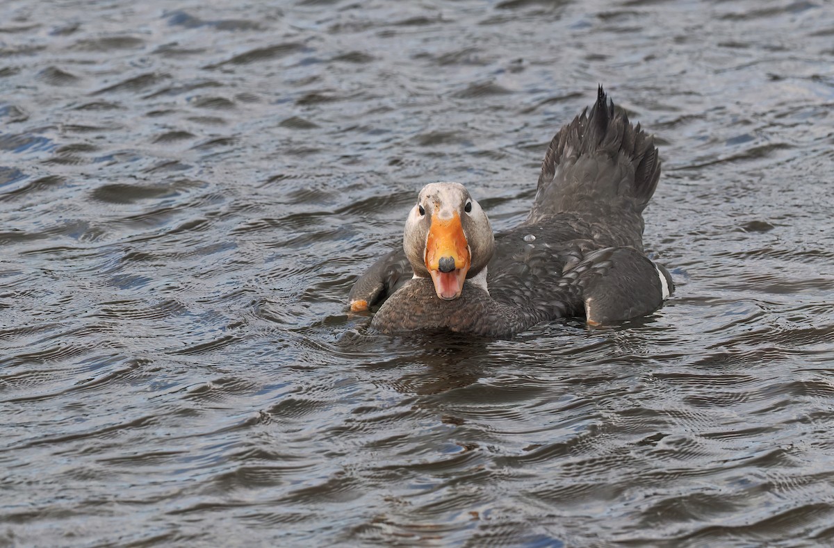 Falkland Steamer-Duck - ML646729878