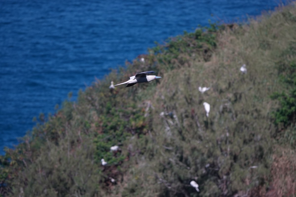 Сула червононога - ML646729879