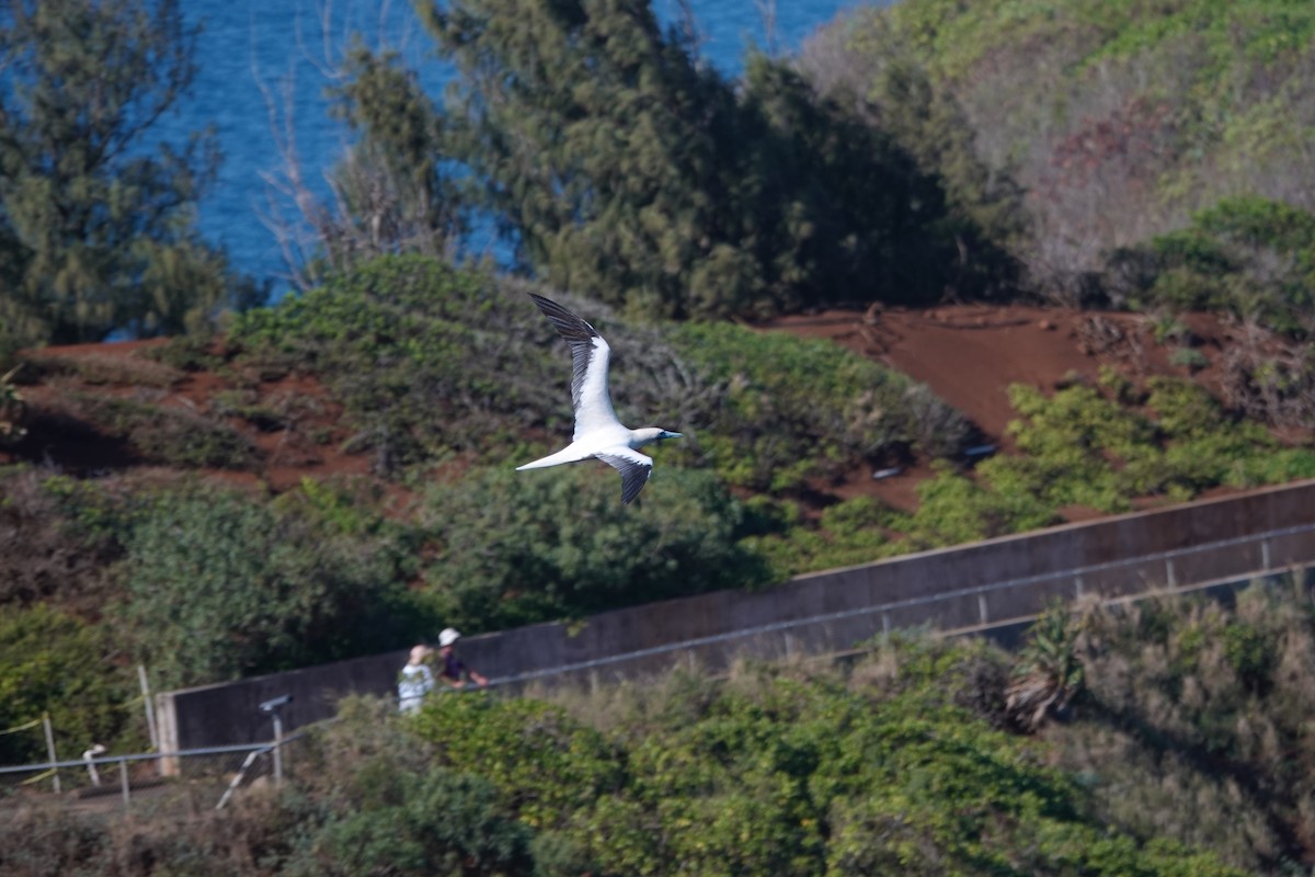 Сула червононога - ML646729880