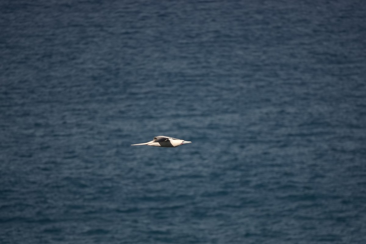 Сула червононога - ML646729881