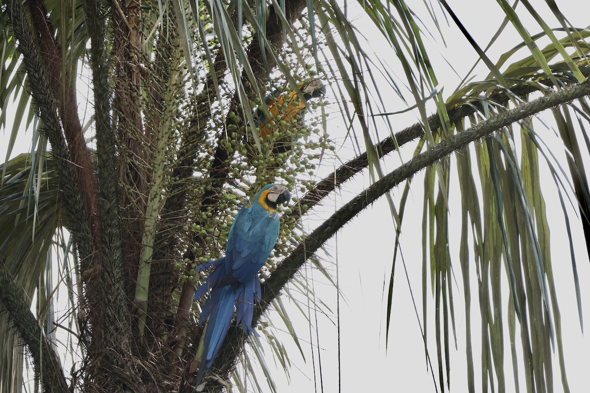 blågulara - ML646729883