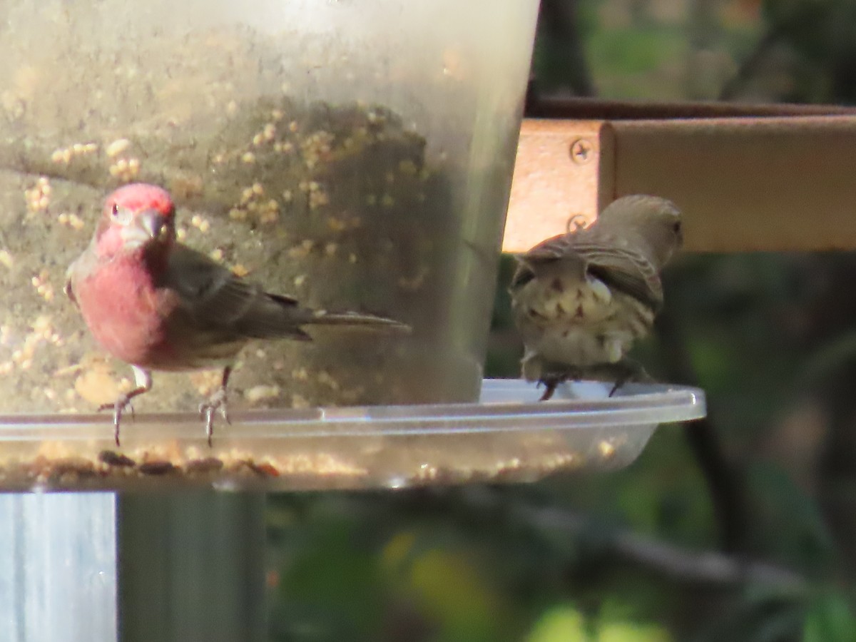 House Finch - ML646729884