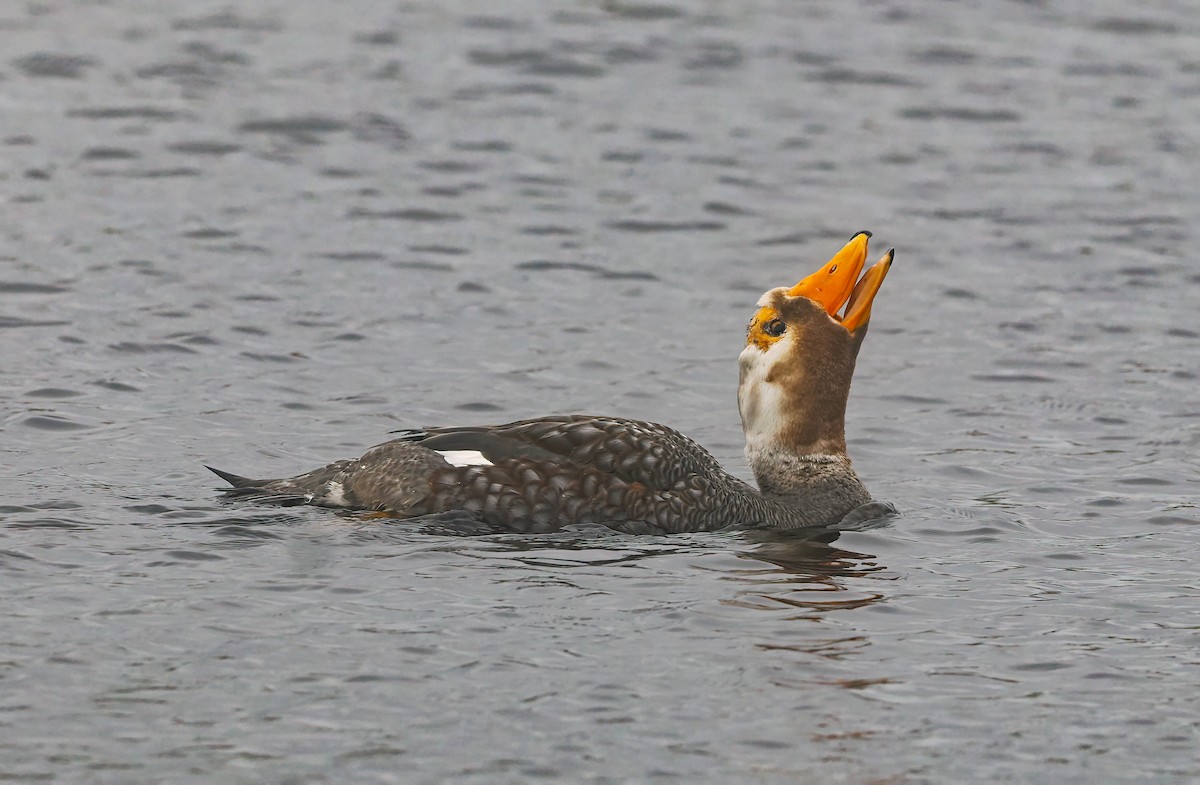 Falkland Steamer-Duck - ML646729887