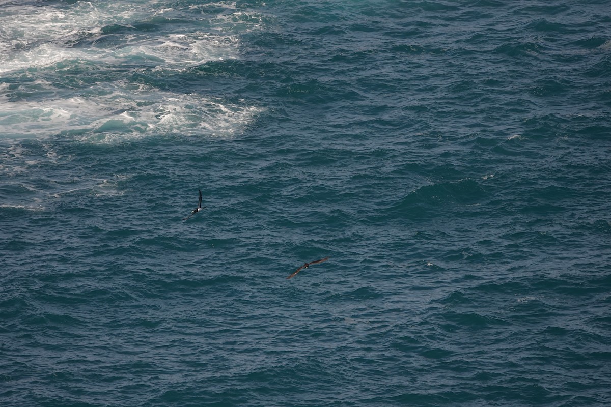 Сула білочерева - ML646729888