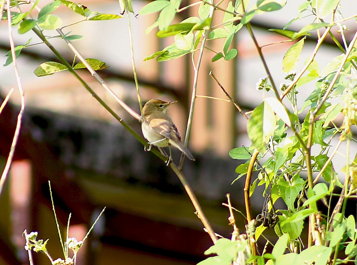 Kuzey Kamışçını - ML646729890