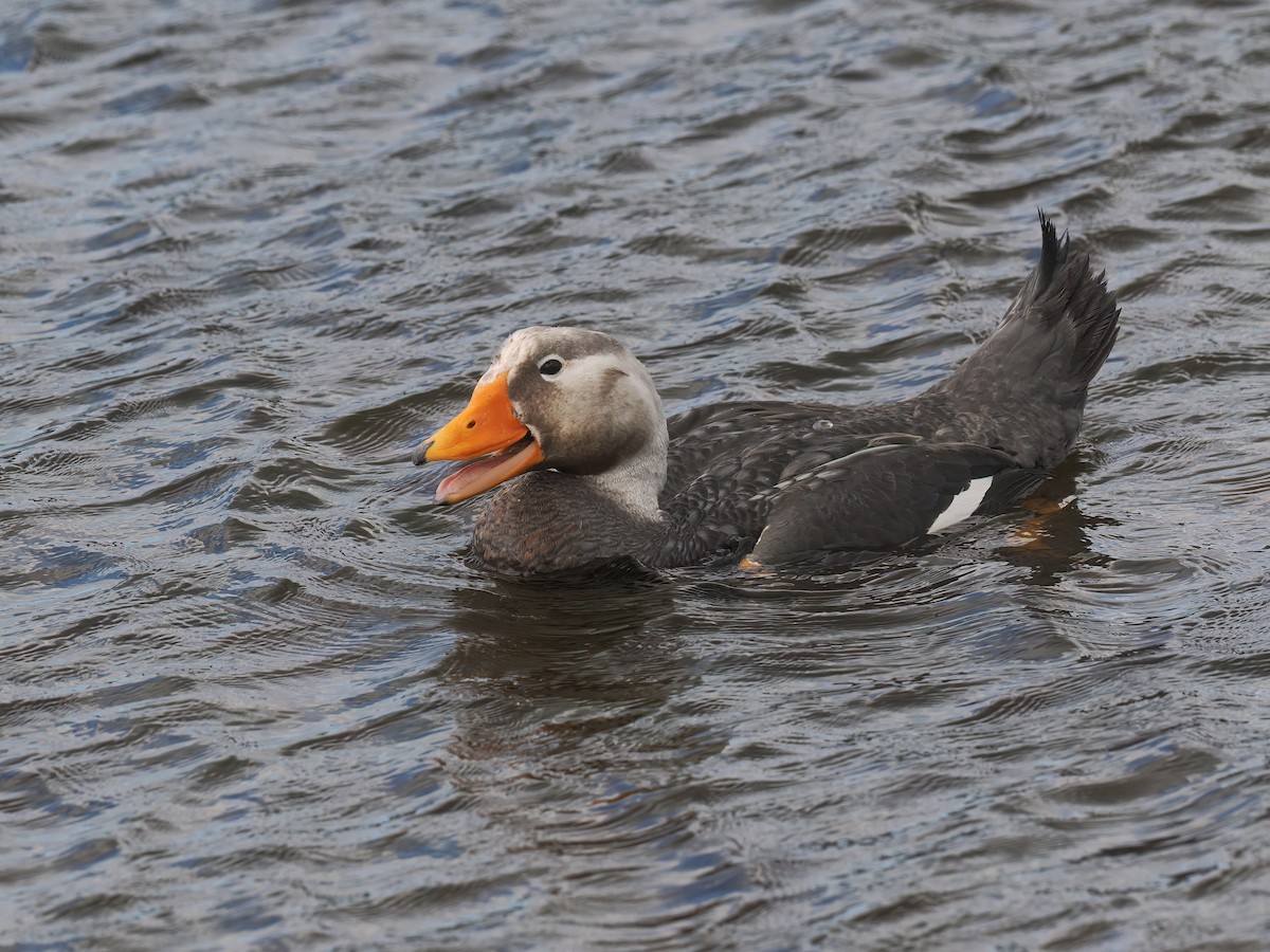 Falkland Steamer-Duck - ML646729891