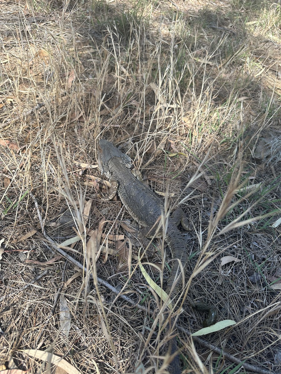 Eastern Bearded Dragon - ML646729892