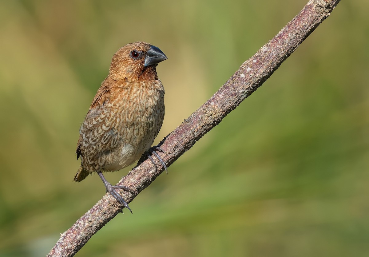 Scaly-breasted Munia - ML646729893
