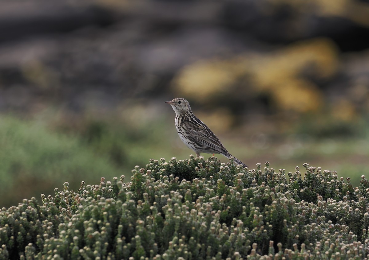 Correndera Pipit (Falklands) - ML646729894
