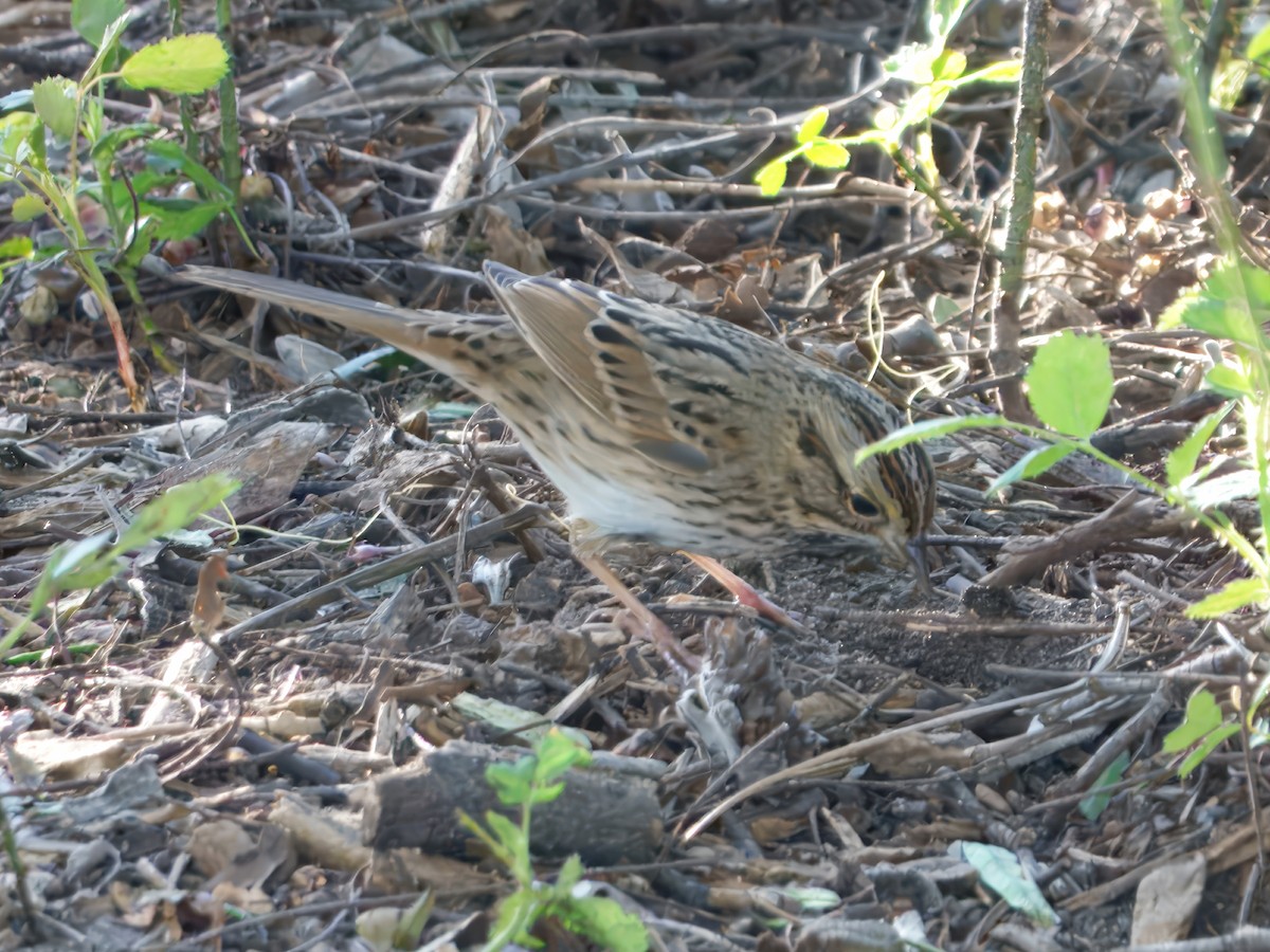 strnadec pruhohlavý - ML646729896