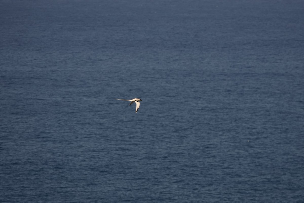 Фаетон білохвостий - ML646729897