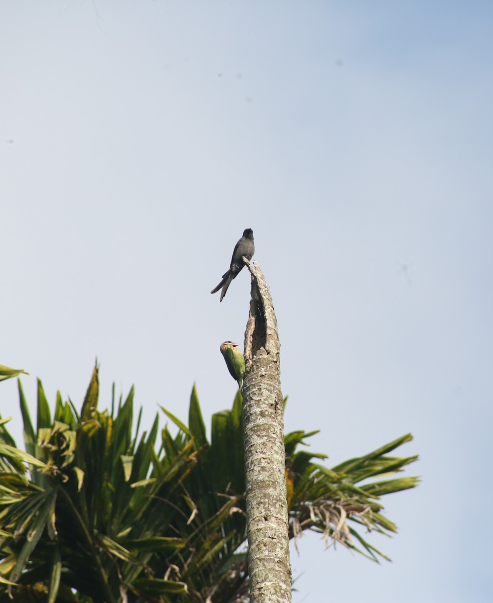 Ak Yanaklı Barbet - ML646729898