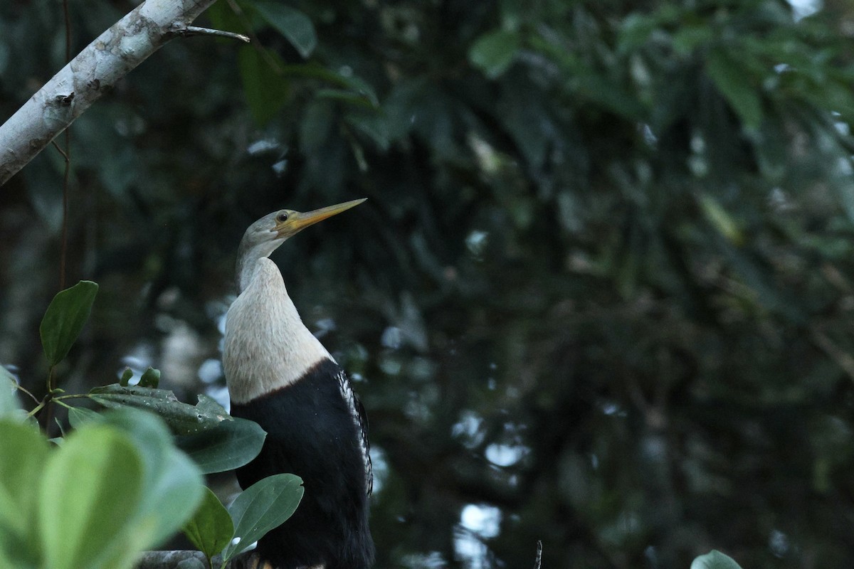 amerikaslangehals - ML646729899