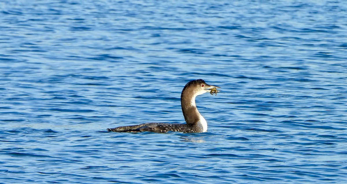 Гагара полярна - ML646729900