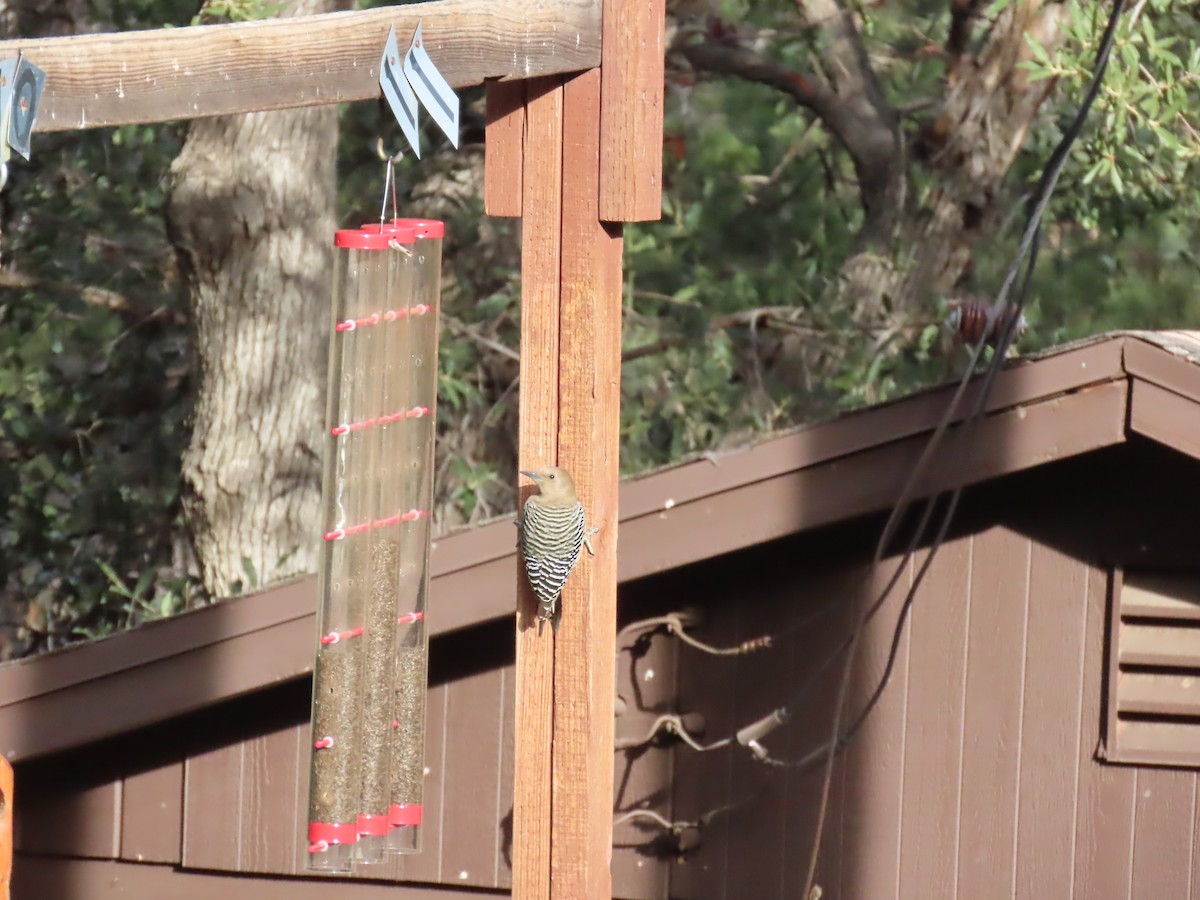 Gila Ağaçkakanı - ML646729901