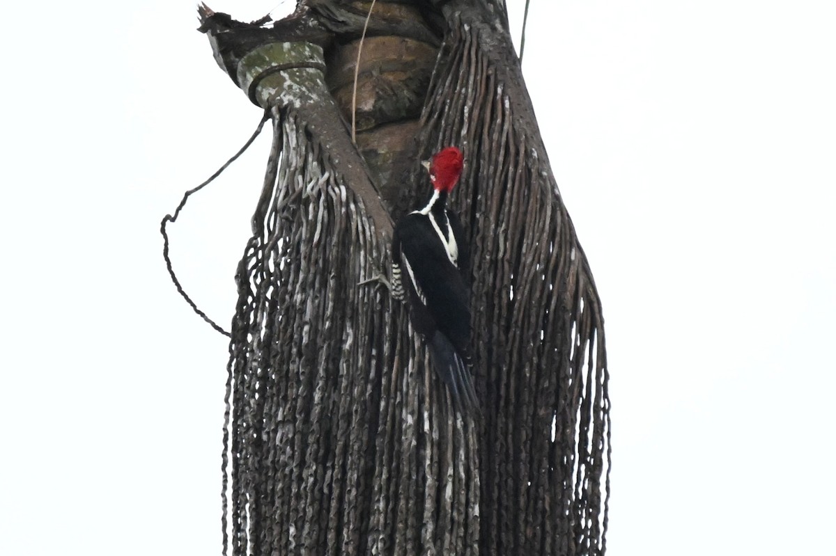 høvdingspett - ML646729902