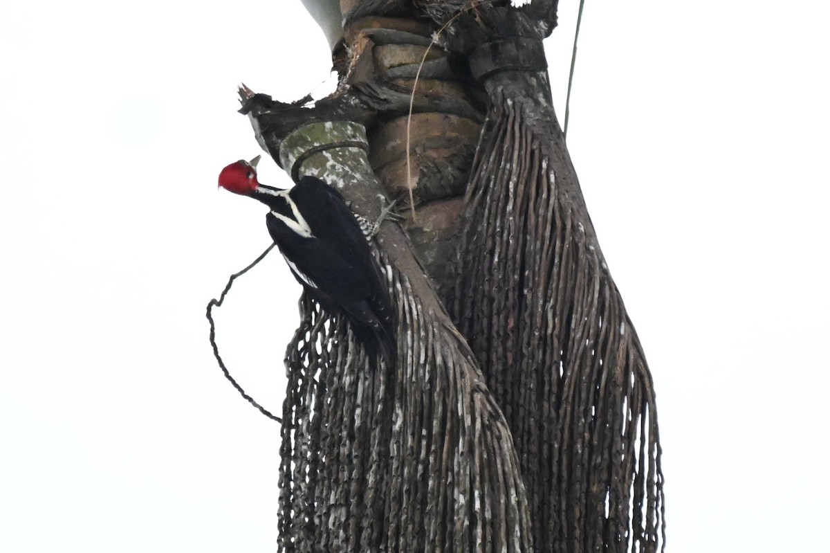 høvdingspett - ML646729903