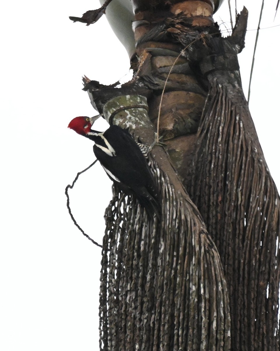 høvdingspett - ML646729904