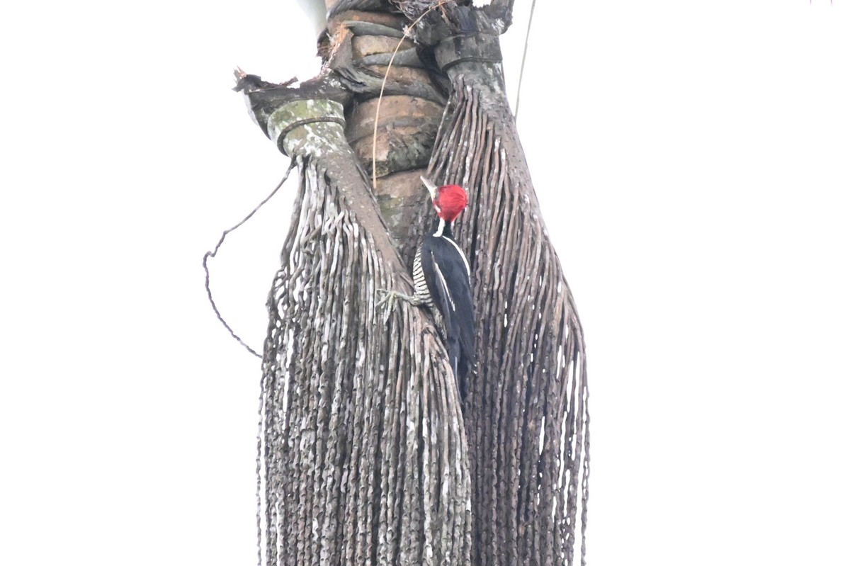 høvdingspett - ML646729905