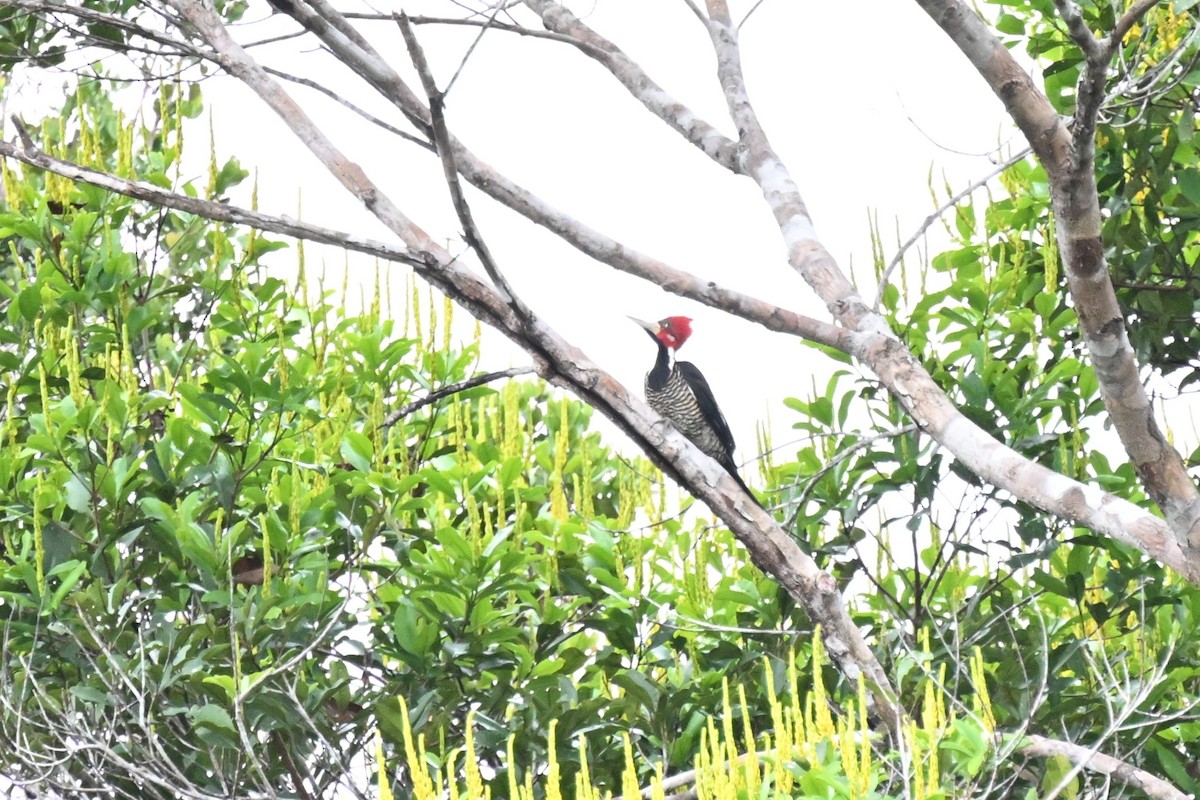 høvdingspett - ML646729906