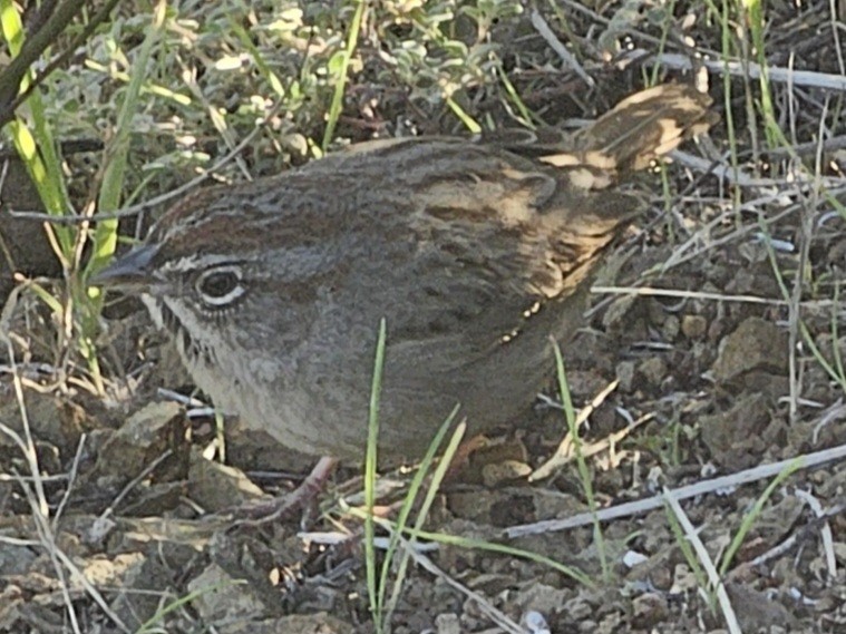 Rufous-crowned Sparrow - ML646729907