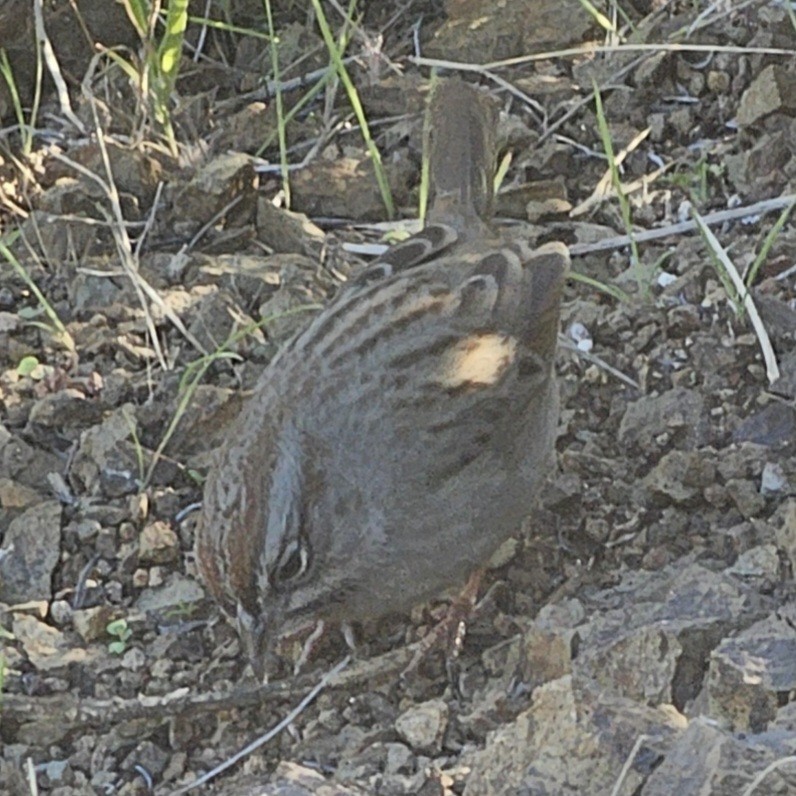 Rufous-crowned Sparrow - ML646729908
