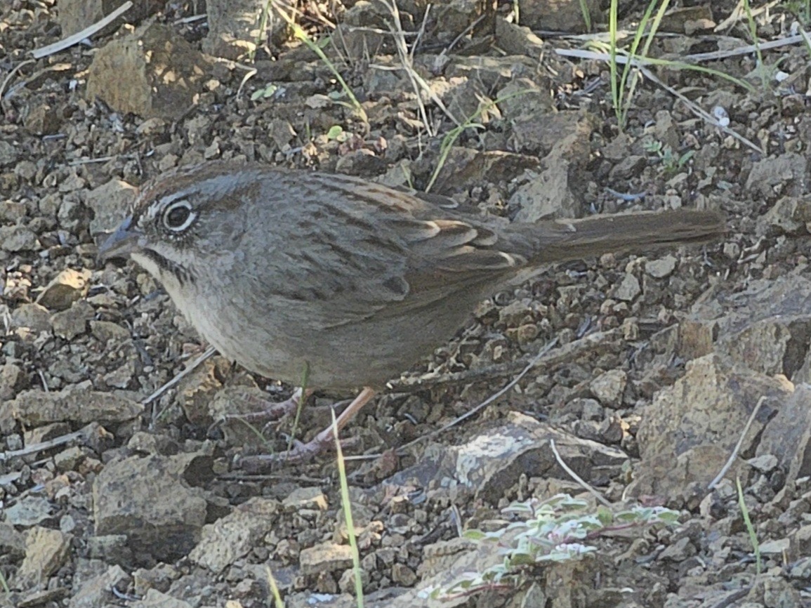 Rufous-crowned Sparrow - ML646729909