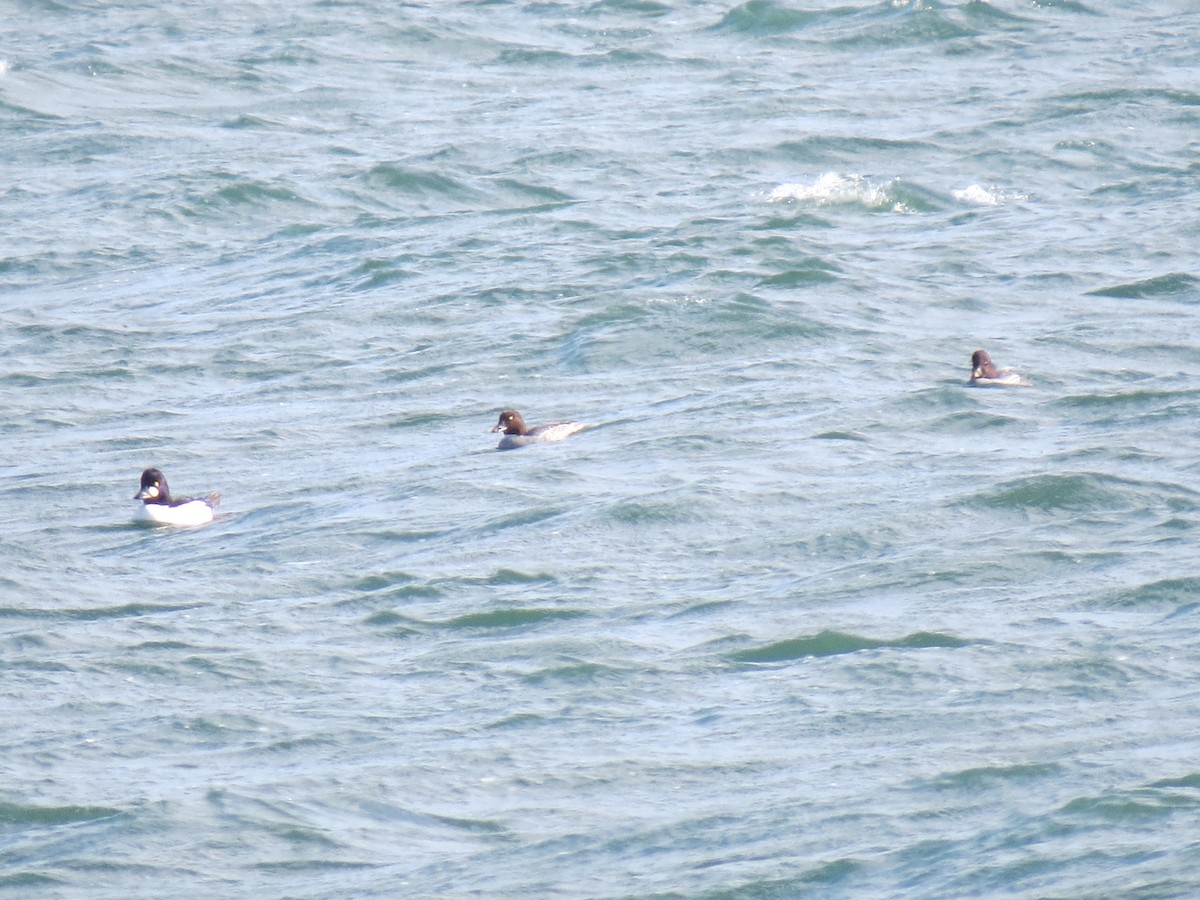 Гоголь зеленоголовий - ML646729910