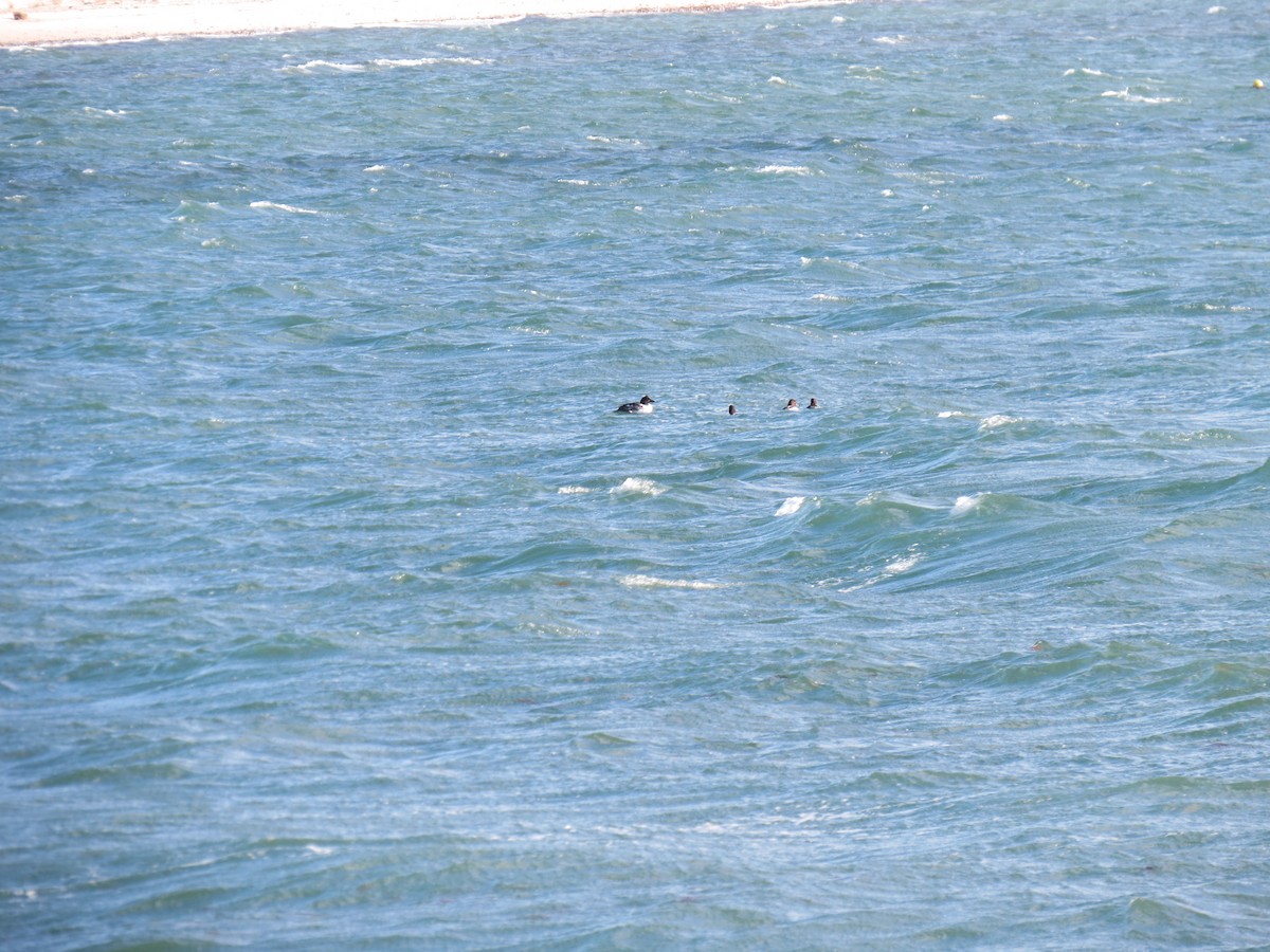 Гоголь зеленоголовий - ML646729911