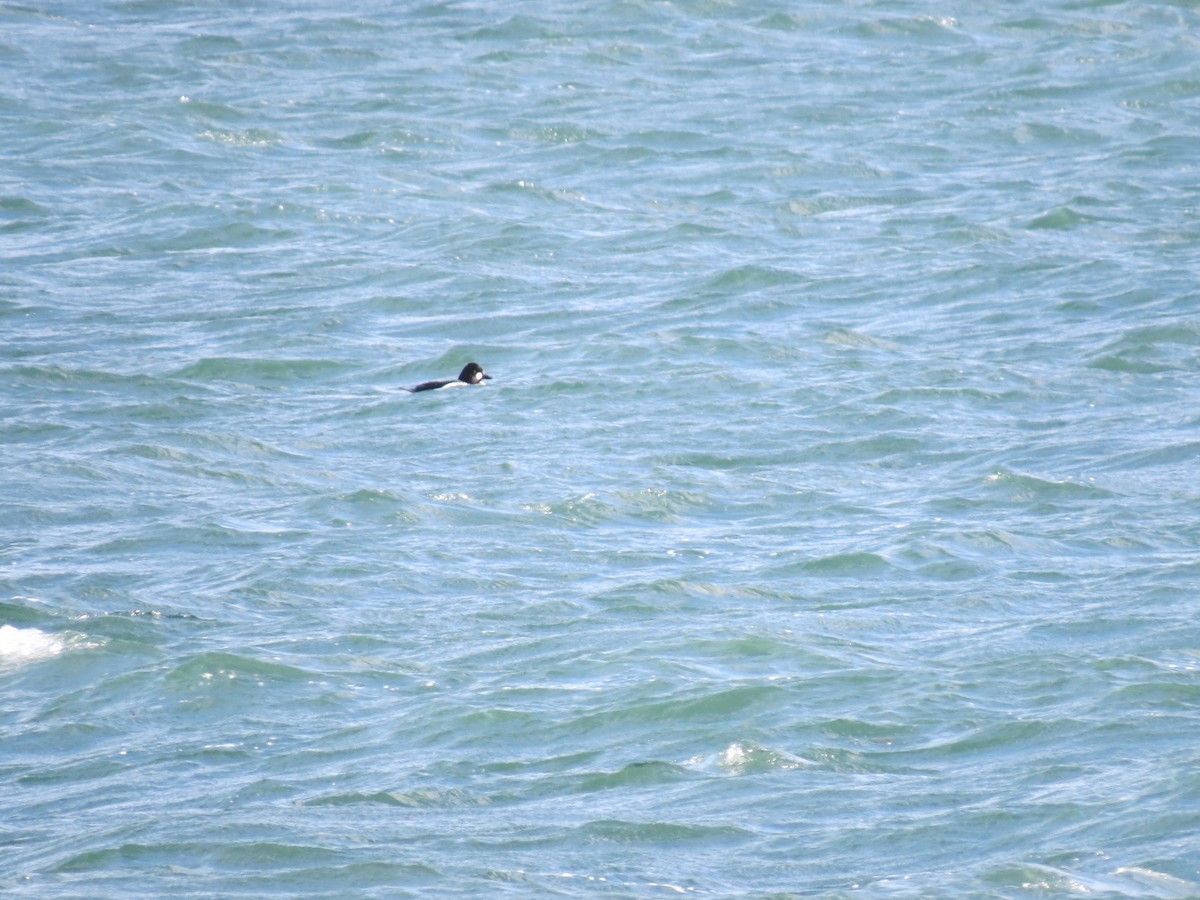 Гоголь зеленоголовий - ML646729912