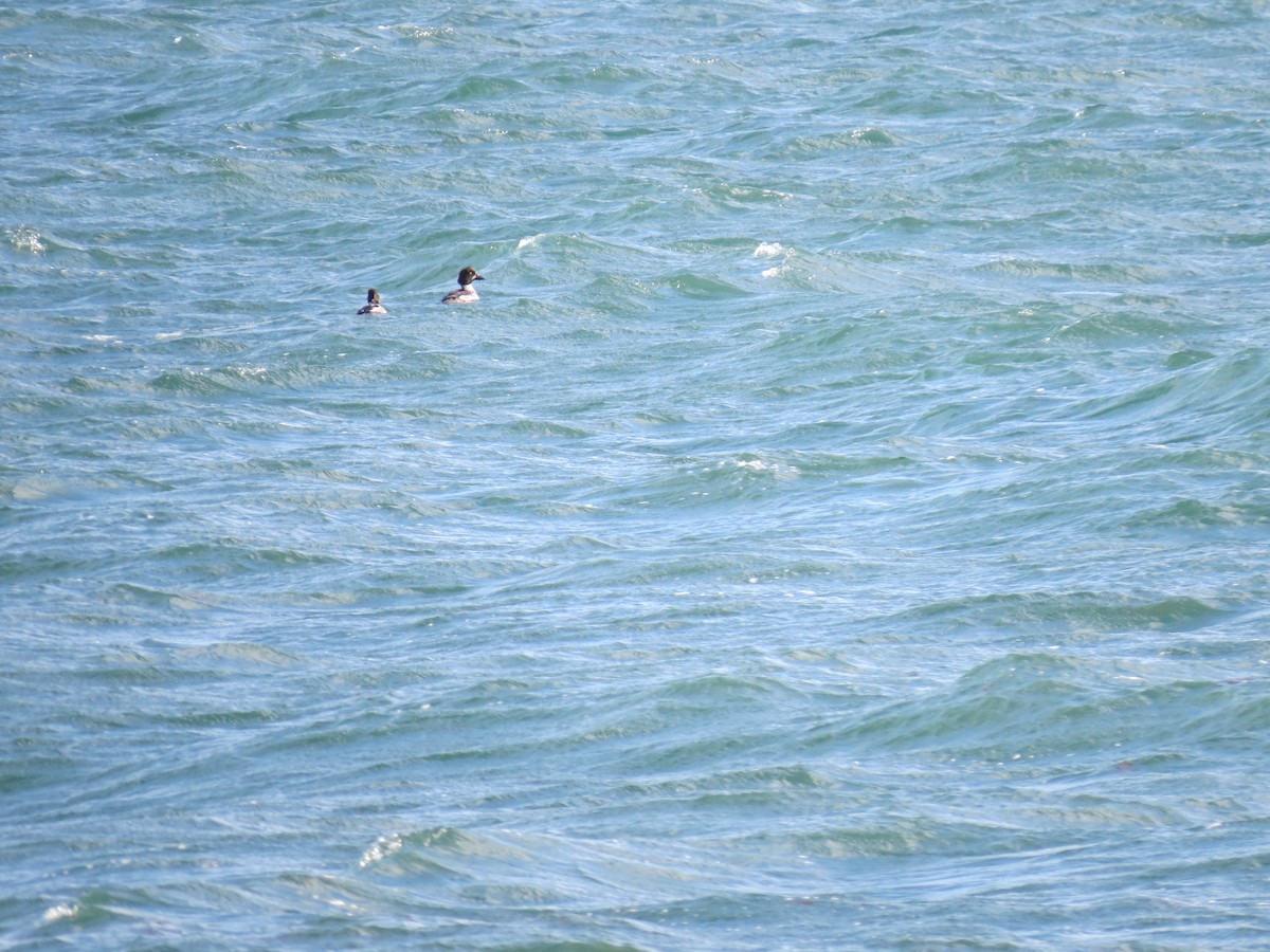 Гоголь зеленоголовий - ML646729913