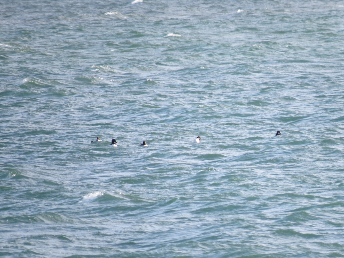 Гоголь зеленоголовий - ML646729914