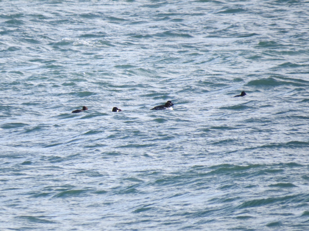 Гоголь зеленоголовий - ML646729915