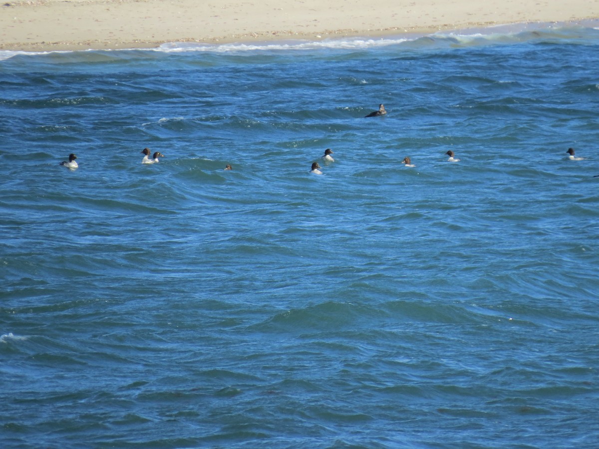 Гоголь зеленоголовий - ML646729916