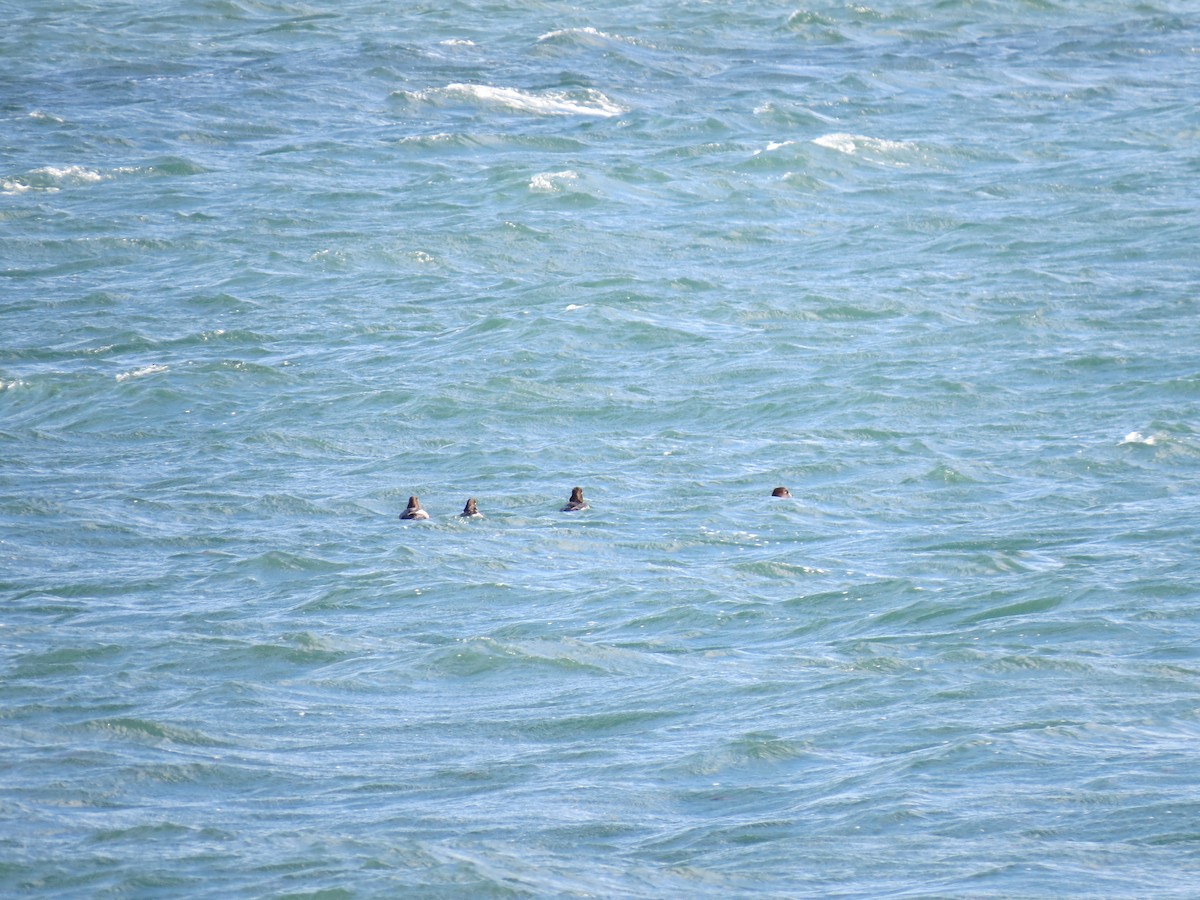 Гоголь зеленоголовий - ML646729917