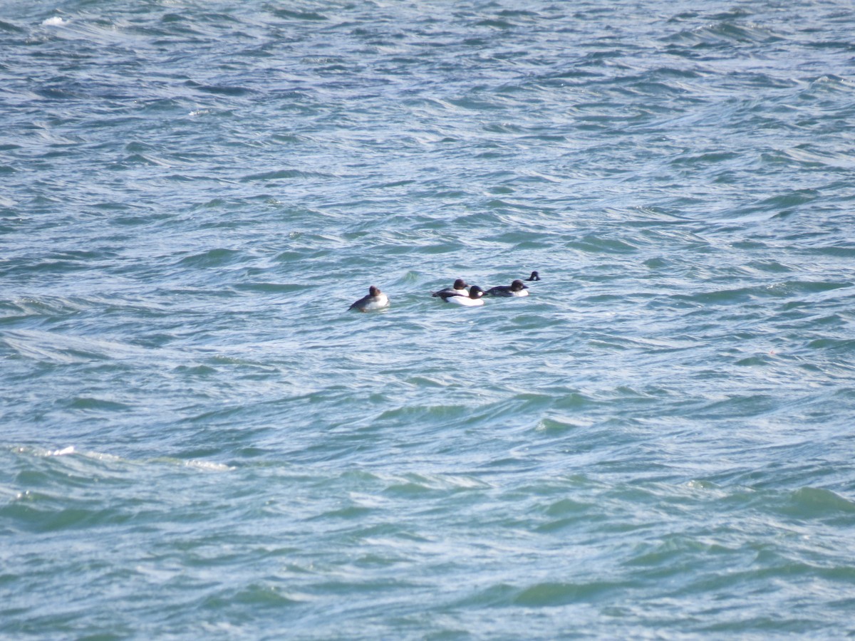 Гоголь зеленоголовий - ML646729918