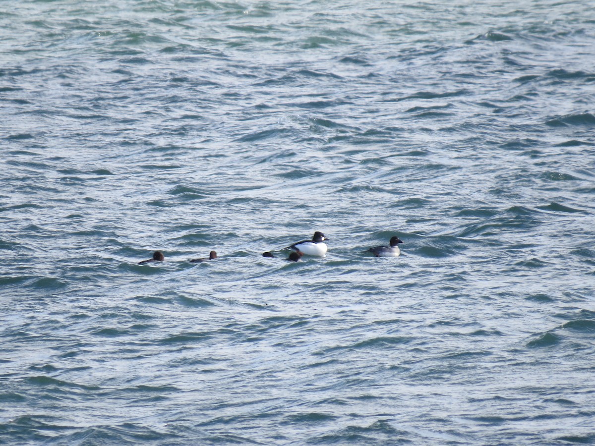 Гоголь зеленоголовий - ML646729919