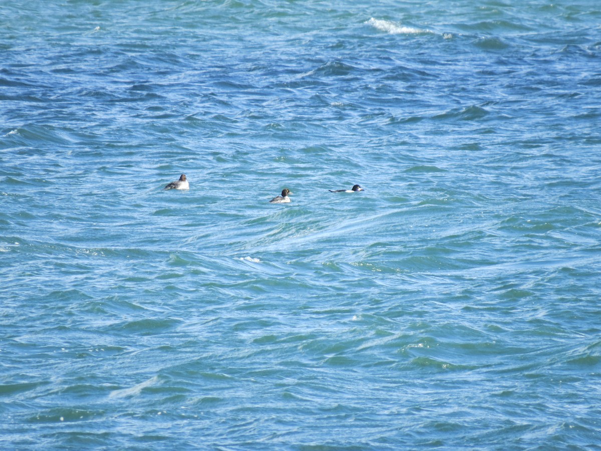 Гоголь зеленоголовий - ML646729920