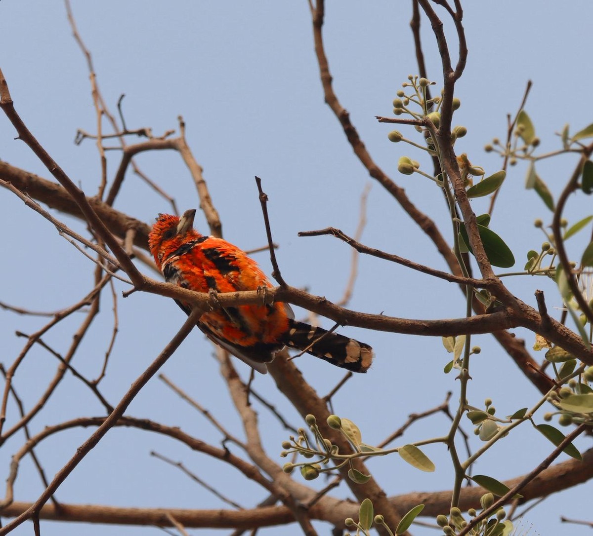 Barbican promépic - ML646729922