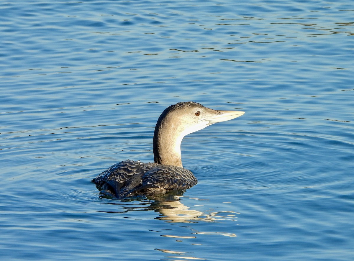 Гагара білодзьоба - ML646729924