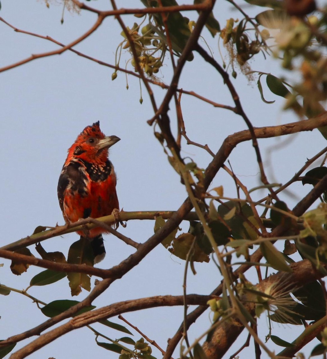 Barbican promépic - ML646729926