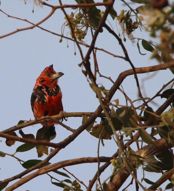Hornbills, Barbets & Woodpeckers