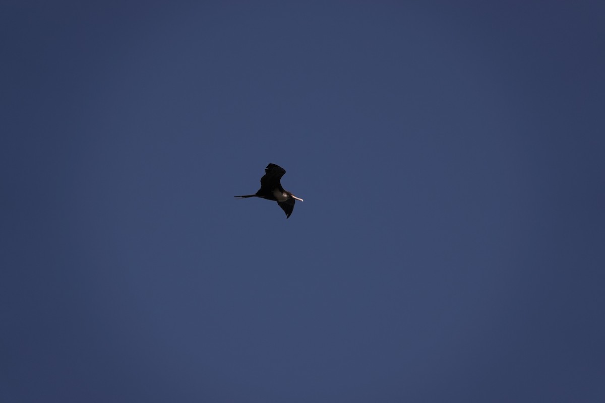 Great Frigatebird - ML646729928
