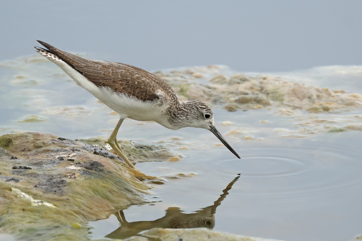 vodouš šedý - ML646729929